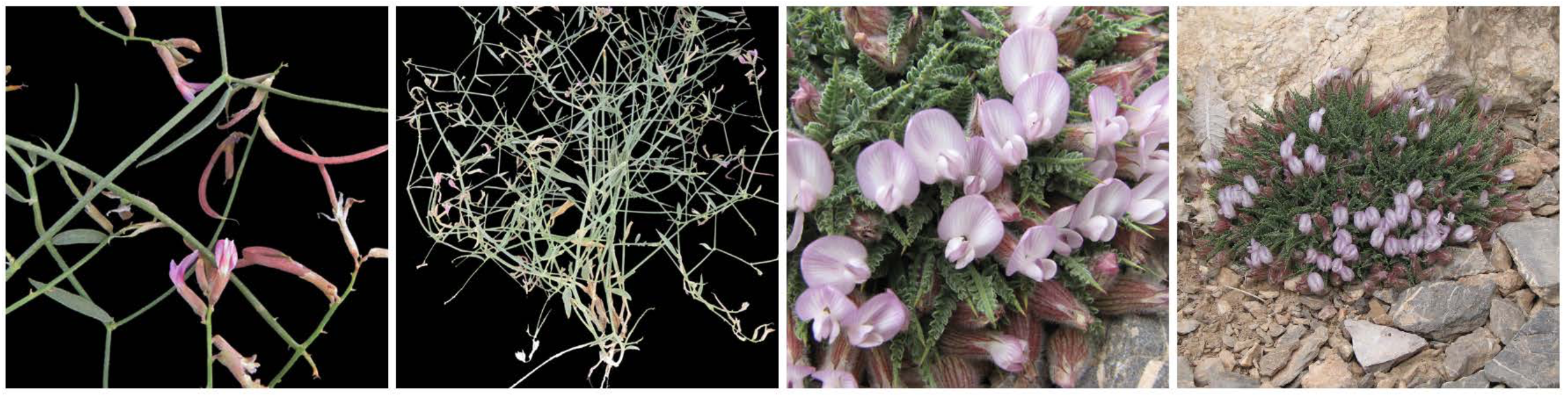 *Astragalus taledensis* (Photos: Huan Zhang) and *Astragalus weisneri* (Photos: Amir H. Pahlevani)