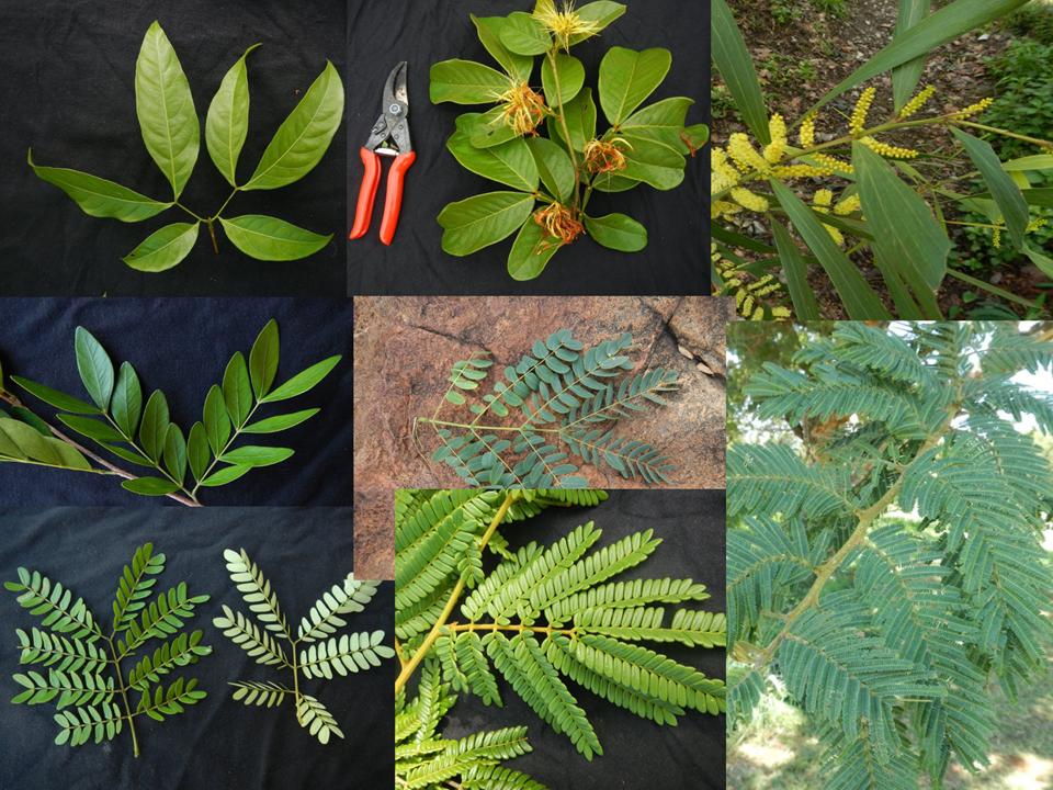 Leaf diversity in Mimosoid clade